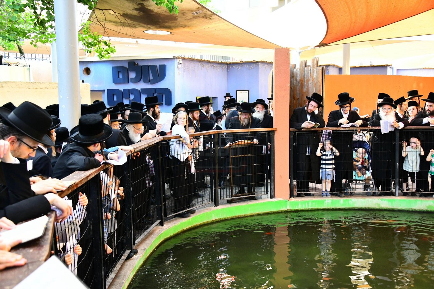 האדמו"ר משומרי אמונים שליט"א בתשליך