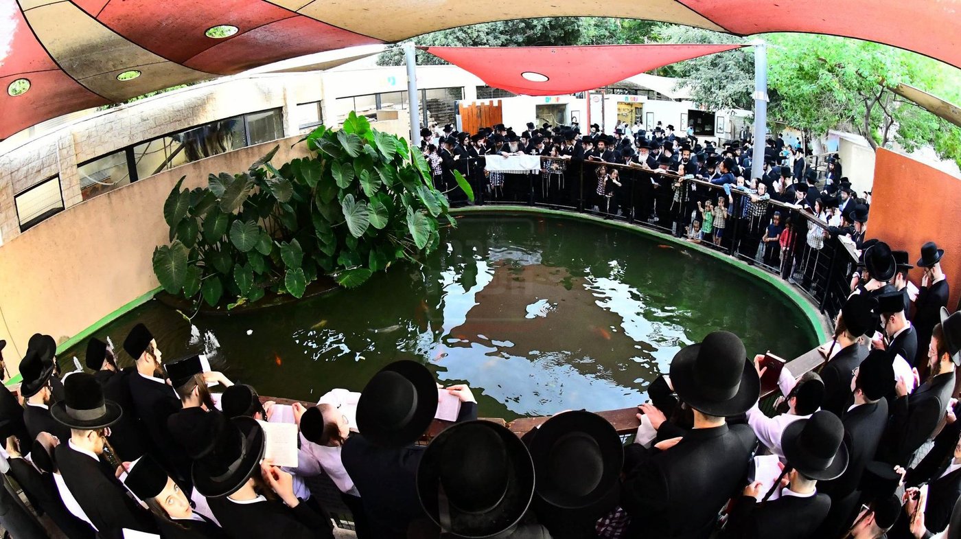 האדמו"ר ממודז'יץ  בתשליך | צילום: שוקי לרר