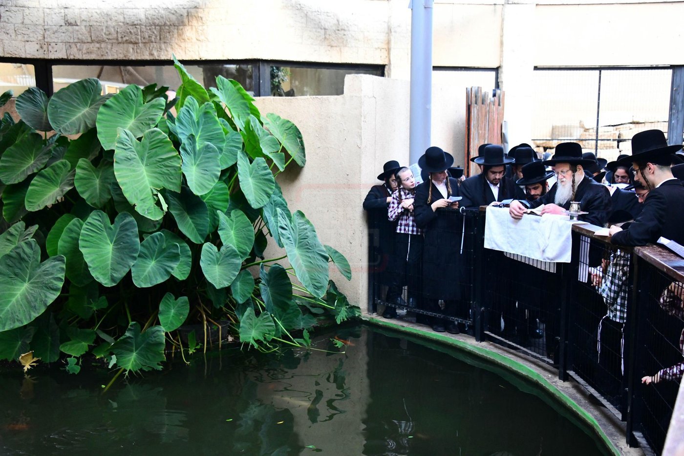 האדמו"ר ממודז'יץ  בתשליך | צילום: שוקי לרר