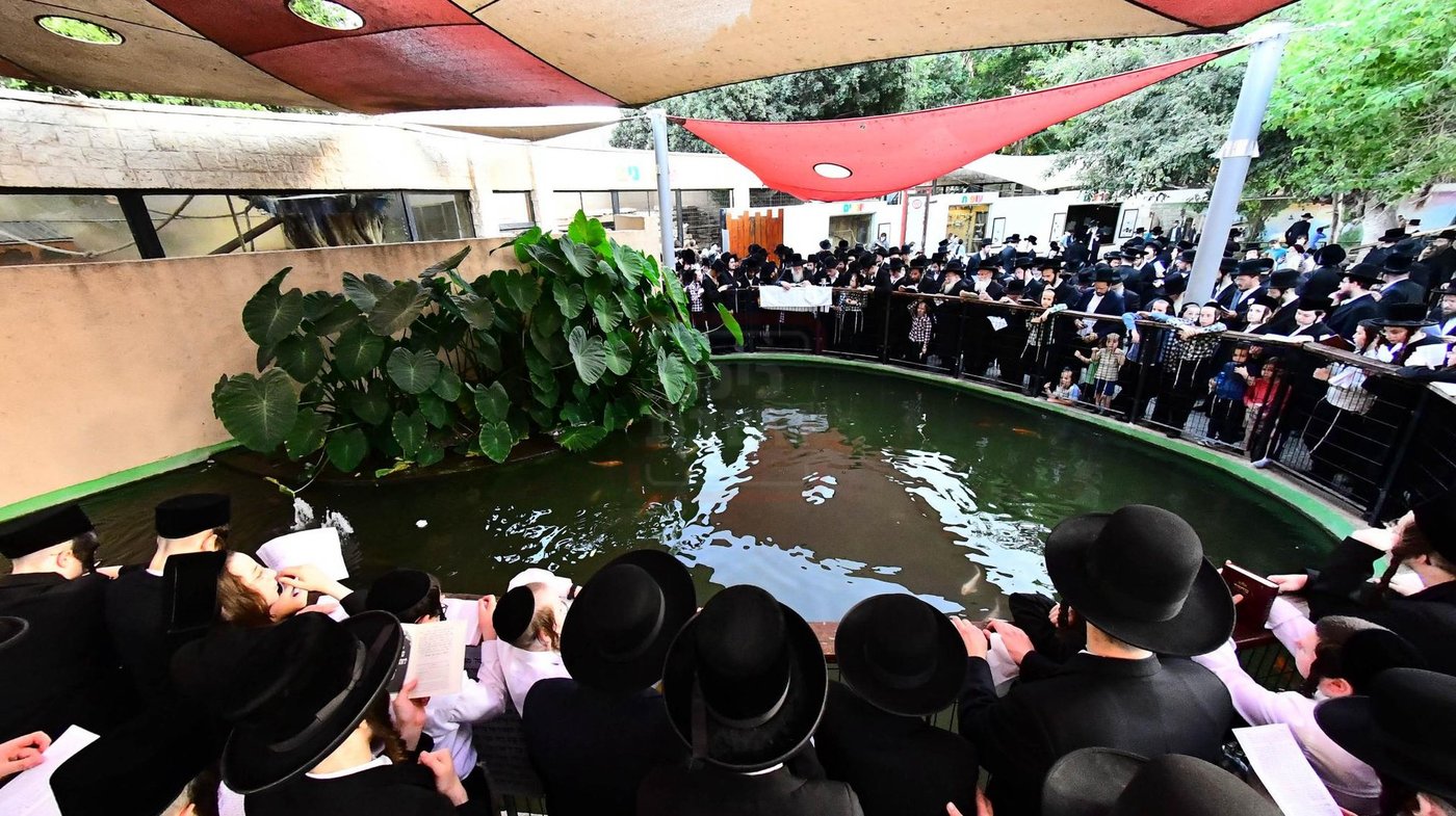 האדמו"ר ממודז'יץ  בתשליך | צילום: שוקי לרר