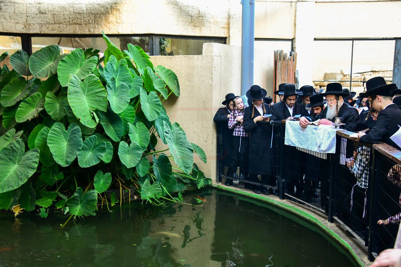 האדמו"ר ממודז'יץ  בתשליך | צילום: שוקי לרר