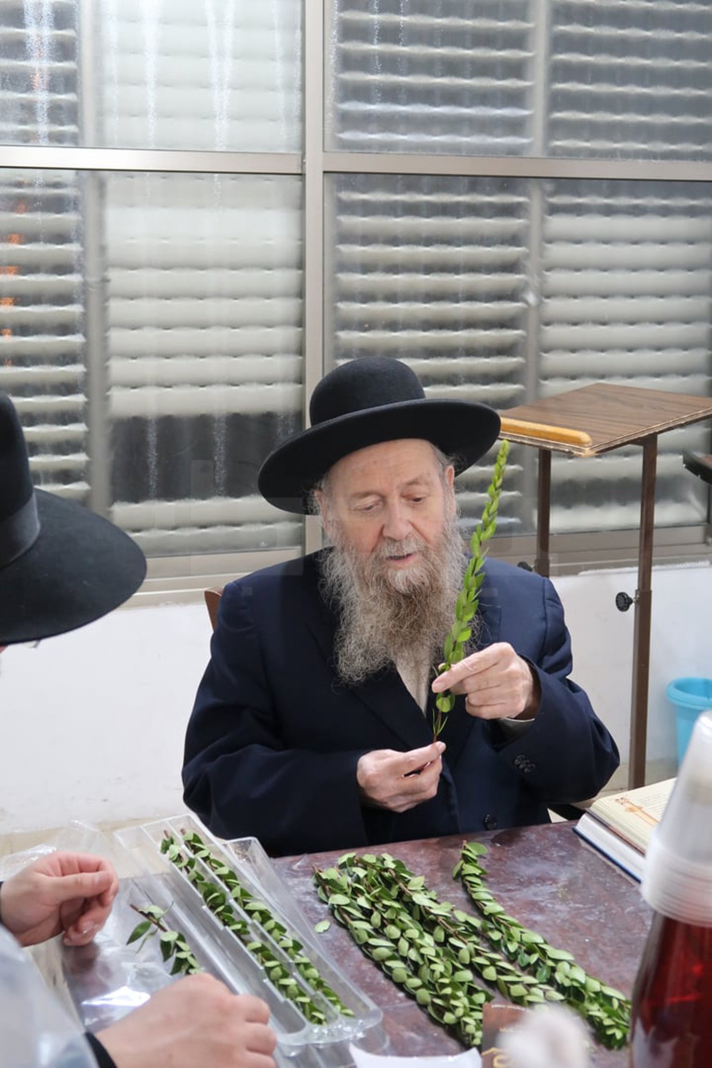 הגר"ד בצרי זצ"ל בבדיקת הדסים לסוכות תשפ"ז | צילום: י. פריד