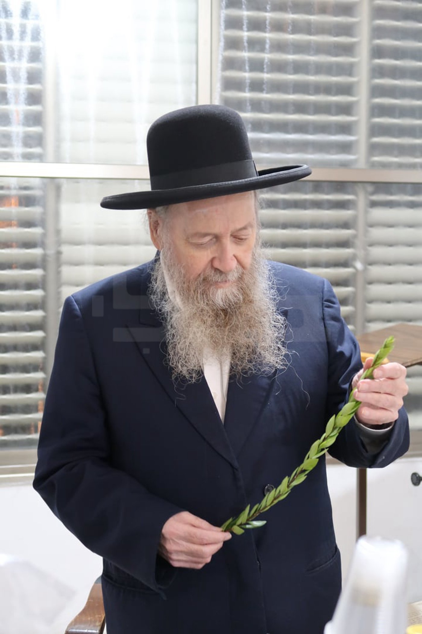 הגר"ד בצרי זצ"ל בבדיקת הדסים לסוכות תשפ"ז | צילום: י. פריד
