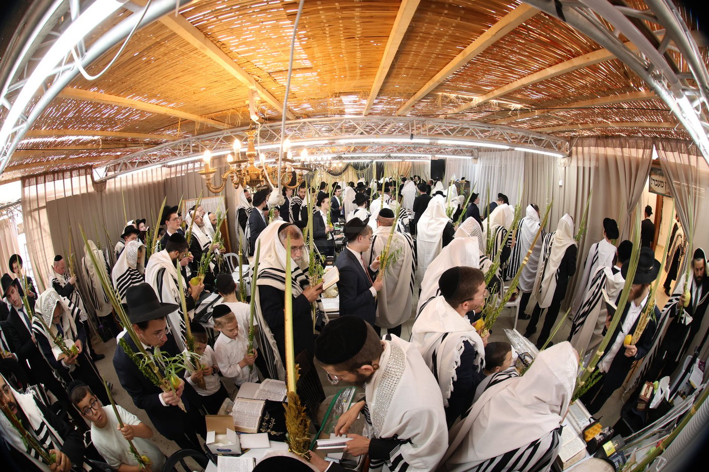 חג הסוכות אצל הגאון רבי משה שטרנבוך שליט"א | צילום: א. אייזנבאך, דוד ארזני