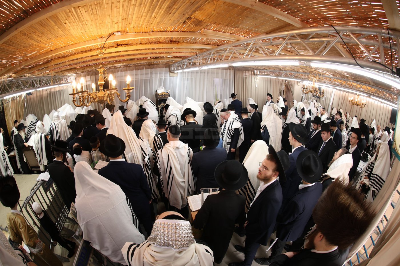 חג הסוכות אצל הגאון רבי משה שטרנבוך שליט"א | צילום: א. אייזנבאך, דוד ארזני