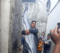 תושבים בעזה מצאו דולפין ענק ליד החוף - ואכלו אותו