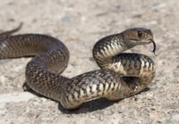 למרות החורף: ילד בן שמונה הוכש על ידי נחש ופונה למחלקת טיפול נמרץ