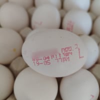 הביצים המזויפות