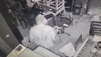 חשב שזה יעזור: הפורץ מכסה את פניו בשקית ניילון בתל אביב | צפו