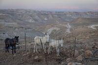 התחזית: עומסי חום כבדים עד קיצוניים | מחר: ירידה בטמפרטורות