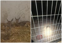 הלוחמים נדהמו מה'מציאה' בכפר: שלושה עופרים קטנטנים של צבי ארץ ישראלי