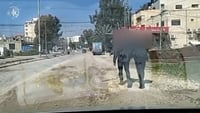 המסתערבים התחפשו למקומיים ועצרו מחבל בלב העיר ג'נין | צפו