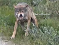 בזכות שתי פרות: יצא לטייל ביער וכך הוא ניצל מהזאב שכמעט טרף אותו