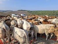 תפיסת עדרי הבקר בשטח אש