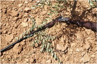 רובה ציד ותחמושת נתפסו מתחת לעץ זית בחברון; ארבעה חשודים נעצרו
