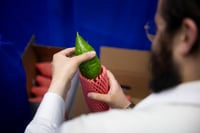 אברך בודק אתרוג לארבעת המינים, אילוסטרציה