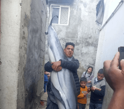 תושבים בעזה מצאו דולפין ענק ליד החוף - ואכלו אותו