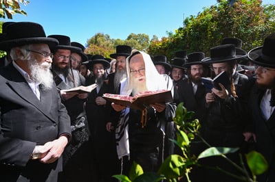 האדמו"ר מצאנז בברכת האילנות