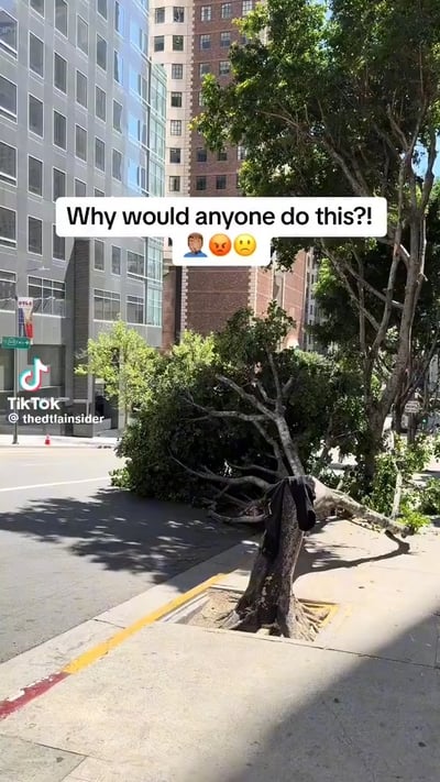 תעלומה בארה"ב: מי כרת עשרות עצים בלב לוס אנג'לס?