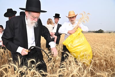 הגר"ש גלאי בקצירת חיטים