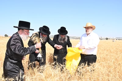 בד"ץ מחזיקי הדת דחסידי בעלזא בקצירת חיטים