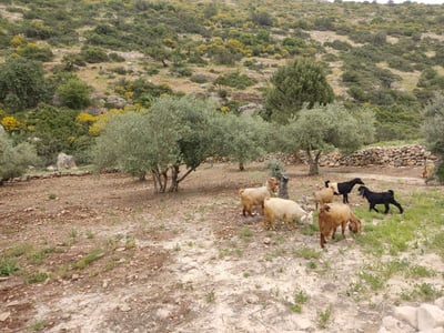 חם ויבש מהרגיל לעונה 