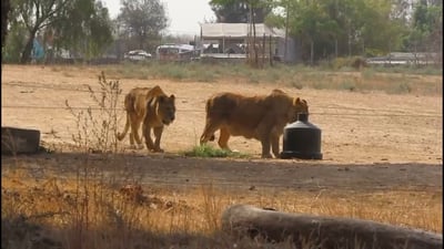 תיעוד מעניין: כך האריות של הספארי משתעשעים בשעות הפנאי