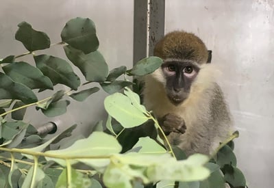 הקוף שאותר