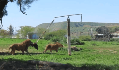 האריות בספארי התלהבו: הצוות תלה פגר של חיה - זו הסיבה • צפו