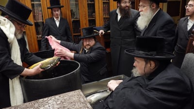 האדמו"ר מבעלזא בבדיקת הדגים לקראת פסח