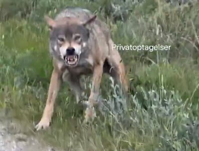 בזכות שתי פרות: יצא לטייל ביער וכך הוא ניצל מהזאב שכמעט טרף אותו