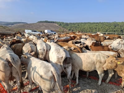 תפיסת עדרי הבקר בשטח אש