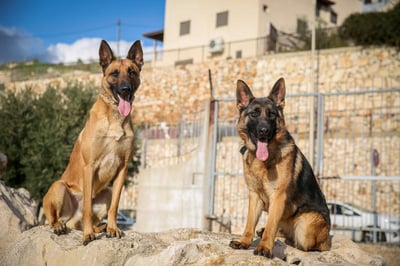 כלב רועה בלגי 