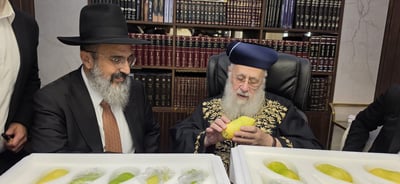 הראשון לציון הגאון רבי יצחק יוסף שליט"א בבדיקת אתרוגים | צילום: באדיבות המצלם