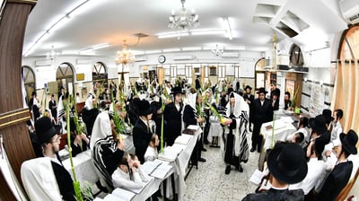 האדמו"ר ממודז'יץ שליט"א בעת נטילת לולב | צילום: שוקי לרר