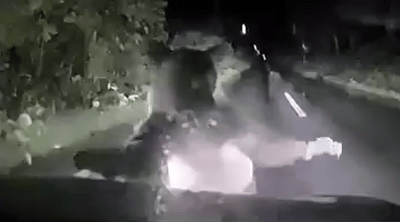 דובה הסתערה על רכב ביפן: התיעוד המטריד מהכביש