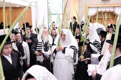 ירח האיתנים בחצר הקודש נדבורנה | צילום: שוקי לרר, אברומי בערגער, מ.ש.
