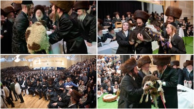פדיון פטר חמור בלונדון | צילום: דודי בראון