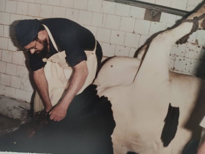 שחיטה בבית המטבחיים בנתניה