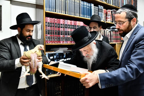 בקודש פנימה: ראש הישיבה והתרנגול בחדר הספרים