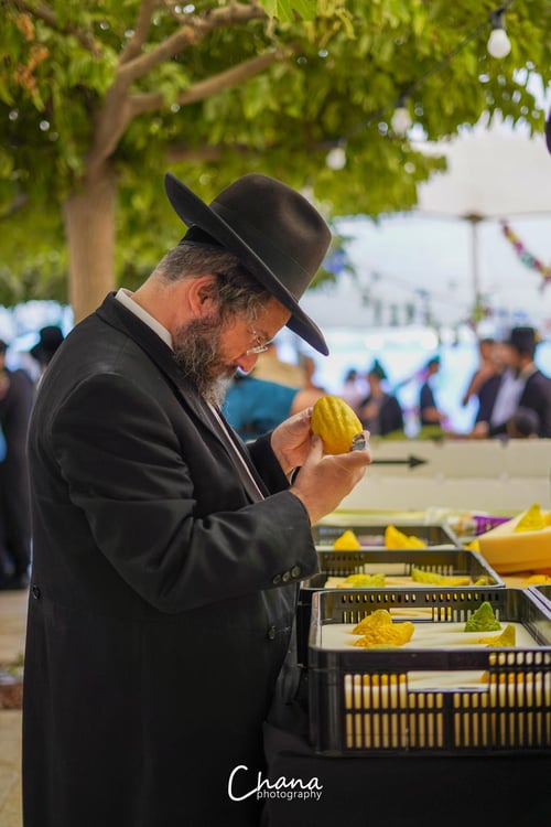 "ולקחתם לכם": השווקים הירושלמיים הומים אדם | גלריה 