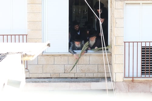 טירחא דמצווה | רגעים נדירים: שעות אחדות לפני החג, האדמו"ר מויז'ניץ סיכך סוכתו 