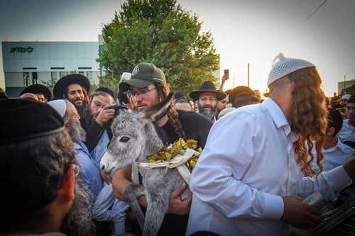 כמו חתונה! נצנצים וריקודים עם חמורים: מעמד פדיון פטר חמור צבעוני בעמנואל