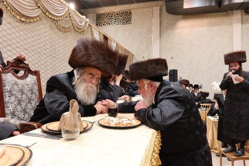 בשבוע של ראש השנה לאילנות | חסידי שידלובצא חגגו עם אוהדי חוג חתם סופר 