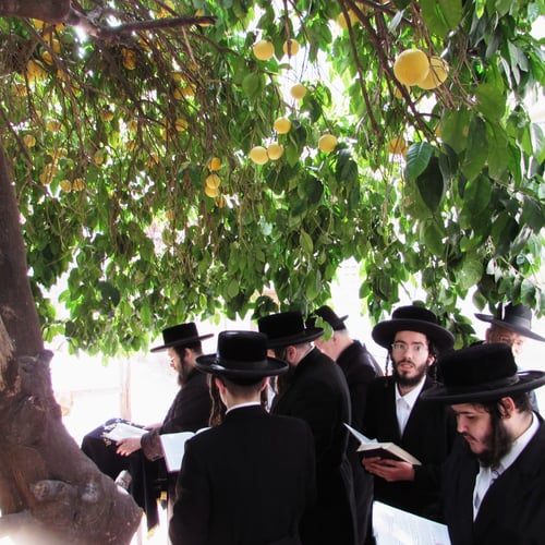 הידור מצווה: כשהרבי מצאנז ז'מיגראד יצא למסע חיפושים בין העלים