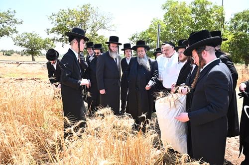 כחום היום בשדות | מעמד קצירת החיטים של האדמו"ר משבט הלוי לקראת פסח תשפ"ז