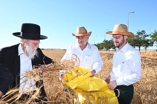 ימֵי קְצִיר חִטִּים | כחום היום בחודש סיון; גדולי ישראל יצאו  לשדות הקציר 