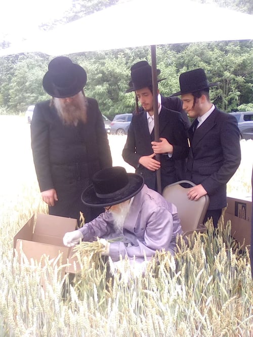 תחת השמש הקופחת בני ג'רזי | מדוע פשט זקן הפוסקים החסידיים את הבגד השחור?