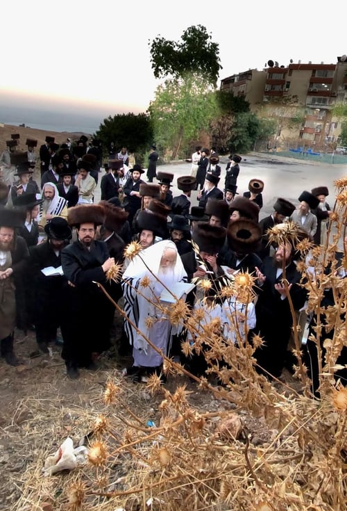 בואי ונצא השדה | המקובל יצא עם חסידיו ל'קבלת שבת בשדה' בעיר הקודש צפת 