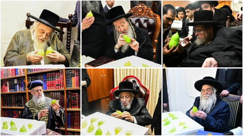 גדולי ישראל בוחנים את האתרוגים המרוקאים